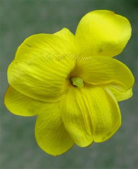  Flower